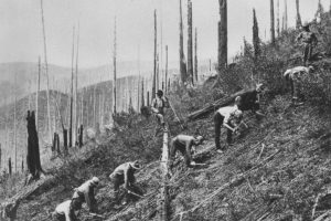 20世纪30年代，爱达荷州的圣乔国家森林里，一名平民保护队的工作人员正在清理灌木丛和植物幼苗。