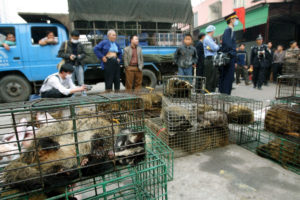 2004年，为了防止SARS病毒的传播，中国官员在广州的一个野生动物市场捕获了果子狸。