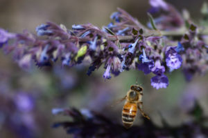 在新墨西哥州，一只蜜蜂造访一株正在开花的猫薄荷植物。