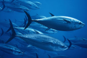 葡萄牙马德拉岛海岸外的大西洋蓝鳍金枪鱼。