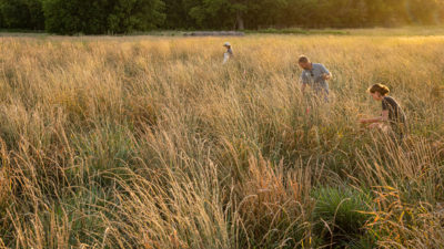 在堪萨斯州塞利纳的一块研究地块上收获一种新开发的多年生谷物——玉米穗。