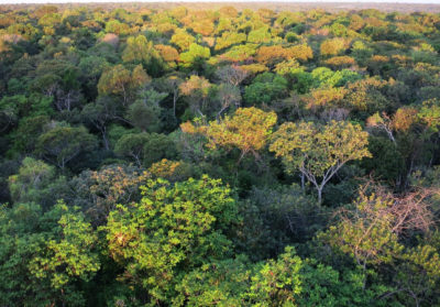 Xingu土着储备是Mato Grosso地区的一个少数很大程度上是森林的完整区域。