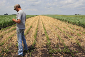爱荷华州Midburn，一名农民在检查一种种植在大豆地里的黑麦覆盖作物。