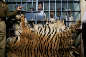 一群男子在印度Chandrapur附近试图出售虎皮时被捕。