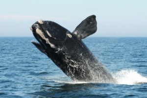 2012年8月，一头北大西洋露脊鲸冲出芬迪湾。
