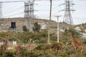Maasai长颈鹿在地狱门国家公园，肯尼亚旁边浏览地热电基础设施。