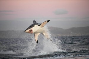 一只大白鲨在开普敦追逐一只海豹。