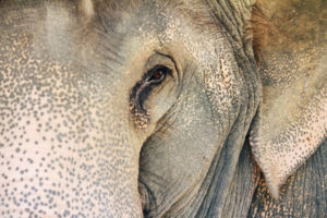 一个亚洲大象。