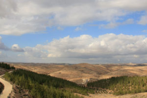 yatir森林在Negev沙漠。