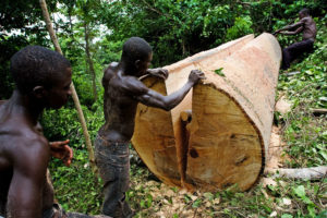 在加纳东部的Asamankese附近，一名当地的伐木工从一棵被砍倒的木棉树上砍下木板。