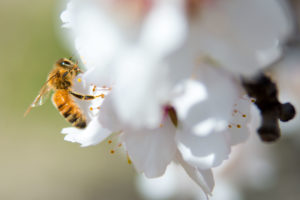 2014年，一只蜜蜂在加州麦克法兰的派拉蒙农场杏树果园里为一朵花授粉。