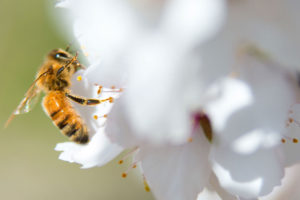 一只蜜蜂在加利福尼亚麦克法兰的杏树园内为一朵花授粉。
