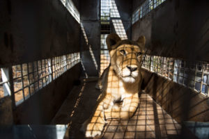 一只圈养繁殖的狮子正在南非被运送。