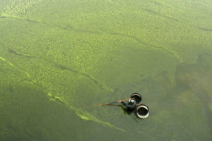 在中国东部江苏省，一名男子在以氮为燃料的藻类爆发中收集蜗牛。