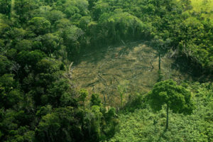 2017年9月，巴西亚马逊西部地区的树木被清除。