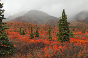 在阿拉斯加的德纳里国家公园，一片由矮桦树和柳树组成的田野。