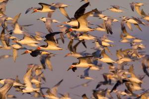 德克萨斯州加尔维斯顿附近的黑燕鸥、三明治燕鸥和皇家燕鸥。