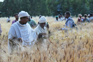 埃塞俄比亚农民检查小麦品种试验的结果。