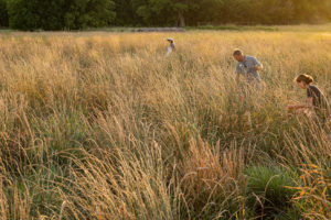 在堪萨斯州萨拉斯萨利纳的研究情节上，收获了Kernza的头部，新开发的多年生谷物。