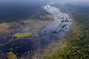 苏门答腊的Kerumutan泥炭沼泽森林。