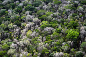 在巴西玛卡帕西南60英里的亚马逊雨林的树冠上，可以看到枯死的树木。