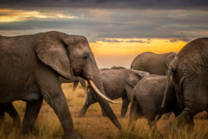 肯尼亚的象群。