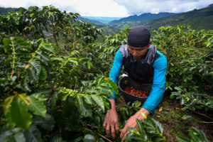 五月，哥伦比亚里萨尔达省桑图里奥镇附近，一名工人正在收割咖啡。