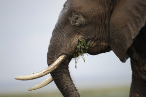 在肯尼亚首都内罗毕以南约250公里的安博塞利野生动物保护区，一头大象。