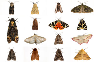 这是2013年10月英国一年一度的夜间昆虫普查中捕获的蛾子的合成图像
