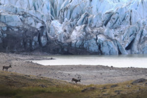 在Kangerlussuaq附近，格陵兰岛附近的北美驯鹿群体因季节周期的变化而下降。