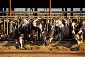 在加州默塞德的一个奶牛场饲养的荷斯坦奶牛。
