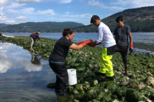 来自华盛顿州的新生部落成员参加不列颠哥伦比亚省的蛤园恢复。