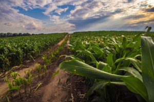 印第安纳州诺布尔县的一片玉米地。