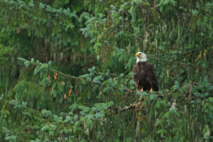 阿拉斯加汤加斯国家森林的一只秃鹰。