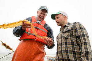 海洋农民布伦·史密斯(右)和生物学家查尔斯·雅里斯检查收获的海带。