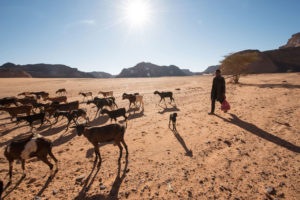 在利比亚的Ghat地区，一个小男孩在放羊。在过去的100年里，Ghat地区基本上变成了沙漠。