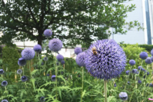 芝加哥的Lurie花园已成为蜜蜂和其他粉丝器的重要家庭。