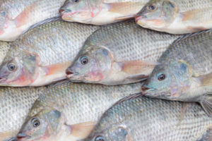 非洲市场上的尼罗罗非鱼，越来越多地出现在撒哈拉以南非洲远离其原产地的水域。