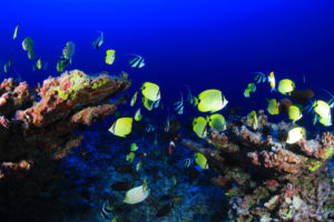 夏威夷群岛西北部的珍珠和赫尔墨斯环礁上的珊瑚礁鱼。