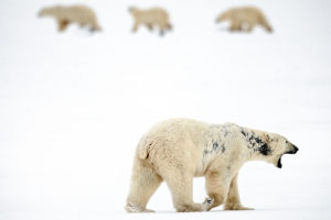 一头患有脱发症的雄性北极熊，脖子和身体两侧都长出了黑斑。