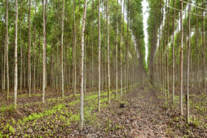 泰国的一个桉树种植园，那里的树木被收割，用来制造纸浆造纸。