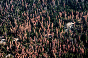 2016年8月，加利福尼亚森林里的死树。