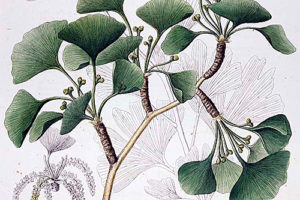 1835年在欧洲出版的银杏叶的早期西部植物插图。