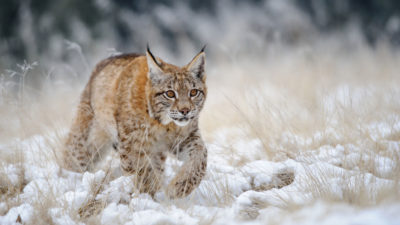 欧亚Lynx有雪鞋，脚，在厚厚的雪上捕获猎物，给他们一个竞争优势。 