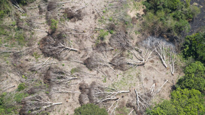 巴西北部一片最近被砍伐的亚马逊雨林地区。