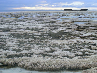2016年澳大利亚海岸的2016年热浪引起了大众珊瑚漂白，影响了90％的大屏障礁。