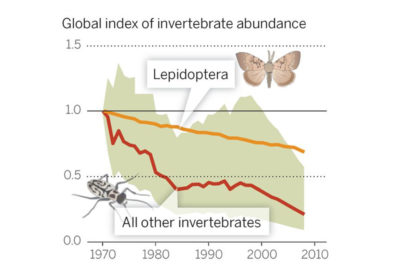 根据对452个物种的全球监测数据，无脊椎动物的数量在过去40年里下降了45%。