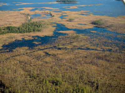 咸水入侵已经杀死了多切斯特县黑水国家野生动物保护区大片的森林。