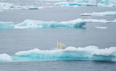 在巴罗海峡的北极熊。随着夏季海冰在高北极的消失中，北极熊正在失去狩猎和休息的关键平台。