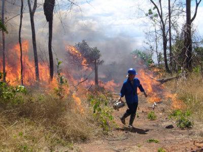 Tanguro农场上的实验燃烧允许科学家们研究亚马逊森林如何在火灾后回应和再次求助。
